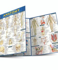 Anatomy - Reference Guide