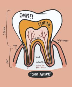 Anatomy Journal